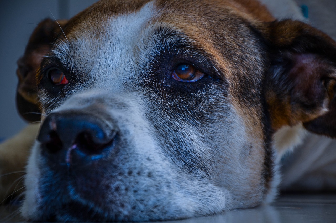 How to Make Eco-Friendly Pet Choices